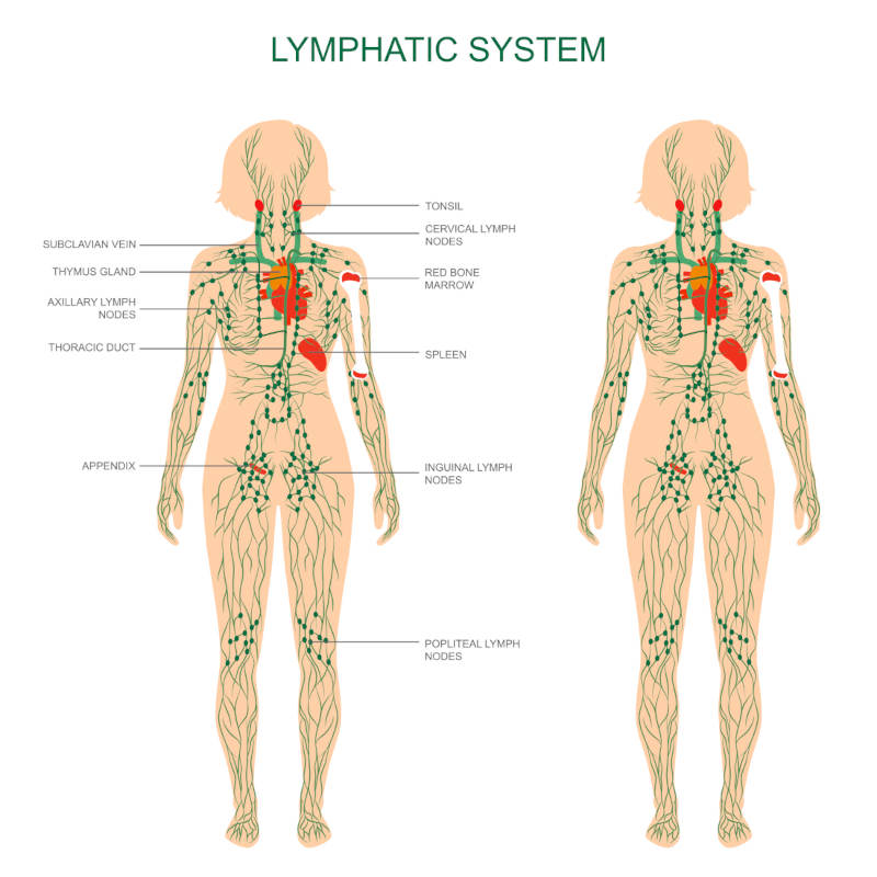 Lymfsystemet